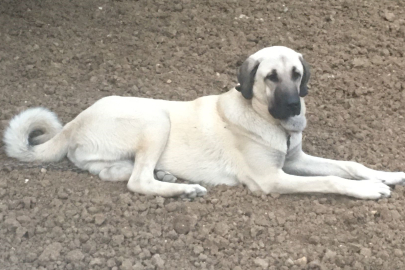 Kangal köpekleri için hazırlanan projeye 740 bin TL'lik destek