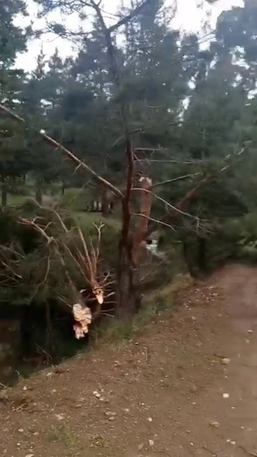 Sivas’ta hortum ağaçları kökünden söktü