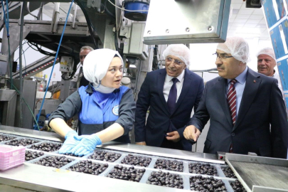 Vali Demirtaş: "Marmarabirlik zeytin üreticisinin can simidi"