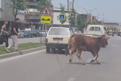 Kurbanlık firarda