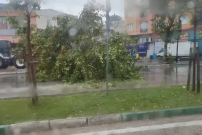 Bursa'da şiddetli yağış ağacı devirdi