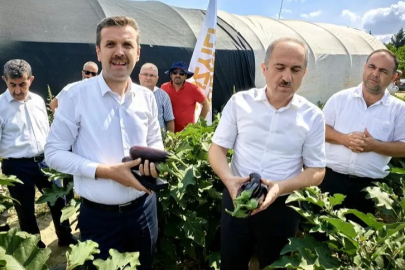 Bursa'da patlıcan hasadı başladı