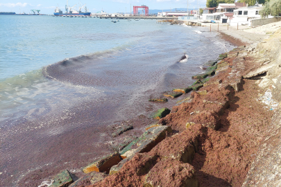 Marmara Denizi'nde kızıl yosun alarmı