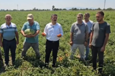 Vekil Türkoğlu domates tarlasından seslendi: "Buna can mı dayanır..."