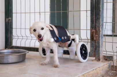 Arka ayakları kesilmiş halde bulunan köpek yürüteçle yürümeye başladı