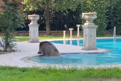 Villaya kaçak giren domuz havuza böyle düştü