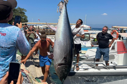 Bodrum'da 370 kiloluk orkinos yakalandı