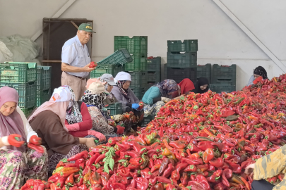 Kadınların ürettiği salçalar 25 yıldır Hollanda'ya ihraç ediliyor