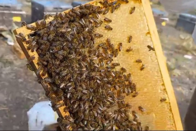 Sahte bal hem sağlığı hem de sektörü olumsuz etkiliyor