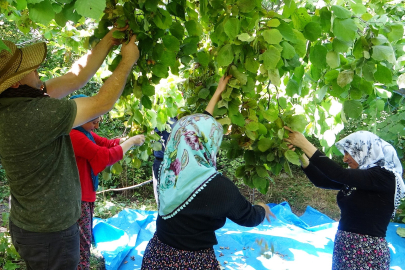 Herkes 'Burada olmaz' derken... Elde ettikleri geliri duyan inanamadı!