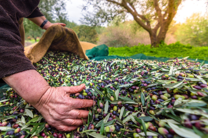 Orhangazi'de zeytin rekolte beyanı başladı