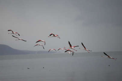 Flamingolardan İznik Gölü'nde görsel şölen