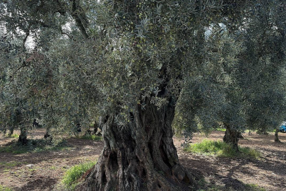 Asırlık zeytin ağaçları hala ürün veriyor