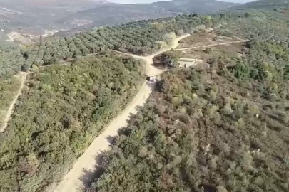 Gemlik’te zeytin hırsızlığına drone önlemi!