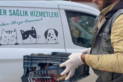 Ekiplerden yaralı köpeğe yardım eli