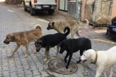 Başıboş sokak köpekleri ‘beyaz kanser’ tehlikesi yayıyor