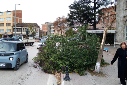 Şiddetli lodosta ağaç kırıldı