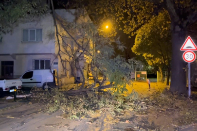 Şiddetli rüzgarla ağaç devrildi yol kapandı