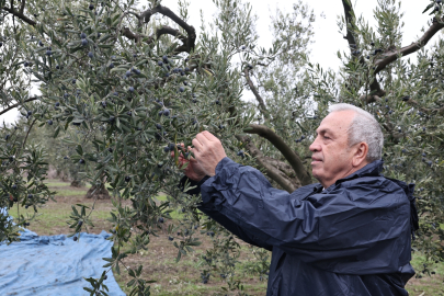 Şadi Başkan zeytin hasadına katıldı