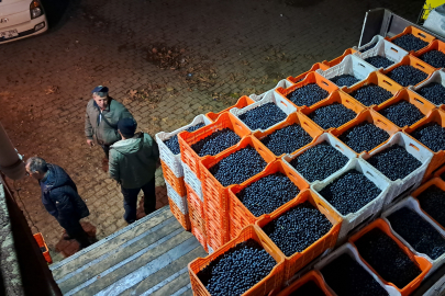 Zeytin üreticisinin Tarım Kredi çilesi